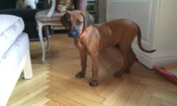 This Puppy is 13 weeks old, pure breed Rhodesian Ridgeback. Very gentle, intelligent, calm, obedient, loyal, playful, great family dog. She loves to be around kids and other dogs. She is up to date in shots/dewormed, she has clean bill of health. Please