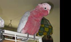 Price Reduced!! Check out the price of these guys from the store. They are the best of the cockatoos. Friendly and cuddly yet also quieter and independent. Plus he comes with his cage and toys. This is an awesome 2 year old Rosie that would make a great