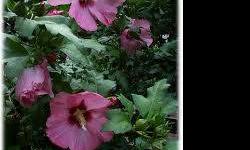 NOT A SPAMMER must be written in your email or I can not respond. Thanks.
FOR SALE
Rose of Sharon seeds for sale. $1. for a package of about 20 seeds.
Rose of Sharon Plants, rooted, about 1' to 15", $3. and 2 for $5.
Larger plants up to $20.00 and can not