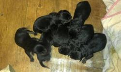 Rottweiler puppies for sale AKC registered. will have there 1st shots and dewormed and vet checked. taking deposits. will be ready 7-13-14. have parents on premises.will be raised with kids and other animals.