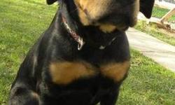 Rottweiler - Anya - Extra Large - Adult - Female - Dog
Hi, my name is Anya! I'm a big, beautiful, 1 year old, spayed female, black and tan rottie/lab mix. I'm outgoing and friendly and I love to be petted and snuggled. I'm such a sweetie, so come visit me