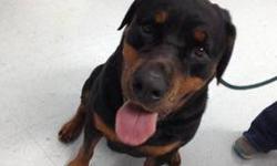 Rottweiler - Bonnie - Large - Young - Female - Dog
Beautiful Bonnie was abandoned at our facility by her previous owners. She is extremely well behaved, knows sit and stay. Enjoys the company of people. Seems to be ok with other dogs. She is 113lbs, would
