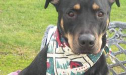 Rottweiler - Buddy - Large - Adult - Male - Dog
This handsome fella is so sweet! Friendlier than friendly our two year old pal Buddy is a big baby! Buddy arrived at the shelter when his family could no longer care for him. Often times we can find Buddy