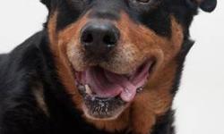 Rottweiler - Buddy - Large - Adult - Male - Dog
Buddy is the perfect name for this guy because that's what he'll be, just one heck of a buddy. He has had one tough life as before he came to NCCR he was banished to a kennel outside with very little human