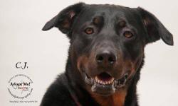 Rottweiler - Cj - Medium - Adult - Male - Dog
CJ is a quiet fellow, around 4 years old and of mostly Rottweiler heritage. He has been to obedience
classes, so knows commands and he walks well on leash. CJ becomes bonded with and adores his humans but
