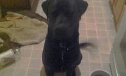 Male
Black with white flame on chest
Has all current vaccinations
Has had vet check-up
House trained
Great disposition
Great with kids dogs and other animals and a great guard dog
9mo old
$300 cash adoption fee
We also have pictures of his parents
We are