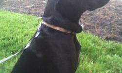 Male
Black with white flame on chest
Has all current vaccinations
Has had vet check-up
House trained
Great disposition
Great with kids dogs and other animals and a great guard dog
9mo old
$300 cash adoption fee
We are near the New Hamburg train station