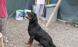 Rottweiler - Dexter - Large - Young - Male - Dog
Dexter has been with awhile, however it wasn't until recently he is adoptable. He is part of a large rescue in Middletown, NY where over 70 Rottweillers were rescued and taken to different shelter, rescues.