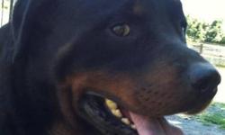 Rottweiler - Dexter - Large - Young - Male - Dog
Dexter has been with us for awhile, however it wasn't until recently he is adoptable. He is part of a large rescue in Middletown, NY where over 70 Rottweillers were rescued and taken to different sheltes