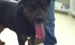 Rottweiler - Dozer - Large - Young - Male - Dog
Dozer is a 2 yr old Rotti Mix. He is soft & lovable. He would love to be a lap dog. He knows sit. He needs work on leash training. He is very gentle, but because of his size, we recommend obedience. He is a