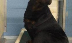 Rottweiler - Josh - Medium - Adult - Male - Dog
Josh is a 5 yr old tri-pawed who was rescued from a breeding/hoarding situation. He is waiting for his forever person to come spend some time with him and possibly fall in love. To fill out an adoption