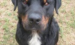 Rottweiler - Kody - Large - Adult - Male - Dog
Kody is a 2 year old male Rottweiler mix. His tail is docked, meaning he wags his tail with the entire back half of his body. He is housebroken and a very social, friendly, boy. Kody is neutered!!!!