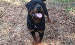23 mos male available to a working home or experienced Rottweiler person he is a little headstrong but overall acting like a puppy phenomenal pedigree boasting 2 world champions and multiple ADRK champions