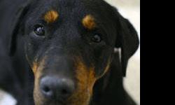 Rottweiler - Mama - Medium - Adult - Female - Dog
A staff member writes: Benefield, renamed Mama, is a spunky adult who had no luck in the intake department. Neither name suits her. Instead I would call her Hershey, like the candy bar. Her head is a