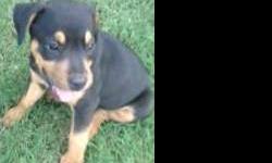 Rottweiler - Mars - Medium - Baby - Male - Dog
Precious little gguy and his siblings will be available when they are 8 weeks (Oct. 14, 2012).
Please call 845 336-7297 for information and to make an appointment.
CHARACTERISTICS:
Breed: Rottweiler
Size: