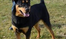 Rottweiler - Niko - Large - Young - Male - Dog
Niko is a male neutered rotti mix. He is very soft & sweet. He likes other male dogs, likes cats. He is leash trained. He gives kisses & is well behaved. Niko came in as an owner turn in on 1/11/13.