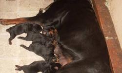 We have 2 female Rottweiler Puppies For Sale , vet checked , tails docked , 1 st shots & wormed .Puppies will be ready on July 28 , 350.00 each , Both Parents on Premises. Please call 814-203-0029. Thankyou