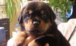German Rottweilers . puppies born 1-12-14 registered vet checked ready to go march 10th. both parent on property dams and sires first litter. five boys four girls . raised in family home in the country . serious calls only. approved homes only. no