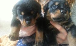 GIANT SIZED ROTTWEILERS ready to go all AKC REG tails dew claws shots and wormed vet checked for health. ready to go to new safe homes. serious inquiries only. bred for size and temperament . champion blood line on both sides. german lines only parent on