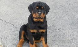 one female left akc reg german rott tails dew claws shots crate trained parent on property