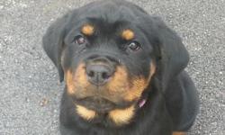 AKC GERMAN ROTTWEILERS . TWO FEMALES BIG GORLS. TAIL DEWCLAWS SHOTS PAPERS . CRATE TRAINED PARENTS ON PROPERTY. FAMILY RAISED BORN 1-12-14