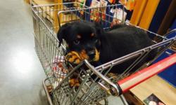 AKC reg Rottweiler puppies - out of European stock and puppies are NOT docked - UTD on vaccines, worming, vet check. Crate trained and fairly well housebroken. 2 males available - born May 8
This ad was posted with the eBay Classifieds mobile app.