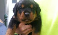 GERMAN AKC ROTTWEILER PUPS. THREE BOYS FOUR GIRLS. BORN 8-14-14. PARENTS ON PROPERTY. TAILS DEW CLAWS AND FIRST SHOTS AS WELL AS PAPERS . RAISED IN A FAMILY SETTING IN THE COUNTRY. TEMPERAMENT TESTED VET CHECKED. THESE ARE REALLY NICE PUPS AND GREAT WITH