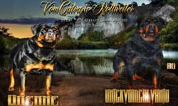 Large square head Male and Females German Rottweiler puppies for sale. All puppies are up to date with vacinations, dewormed, .,AKC registered ,puppies were born 01/27/2015 , in pedigree of puppies 5 times world champions