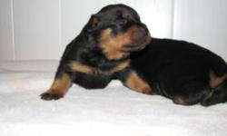 Hello im looking to buy a purebred male Rottweiler puppy in the next month. I will pay from free-$800. If you have a litter of Rottweiler puppies please contact me. I am only interested in males... I really don't care if it has papers or not. I want it