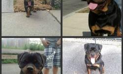 rottweiler pups akc 9 wks old male & female top german & european champ lines shots and dewormed 516-864-5649