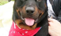 Rottweiler - Roman - Large - Adult - Male - Dog
Our sweet friend Roman is ready to share his sweetness with you! This laid back and loving guy loves everyone he meets! Roman walks nicely on a leash and knows the command "sit". Roman even enjoys being a