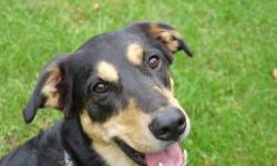 Rottweiler - Roxie - Large - Young - Female - Dog
Curtsy Posting:
Roxie is a mix of Rottweiler and lab. She is 4 years old, spayed, all shots, well trained, alert, smart, protective, and gets along with other dogs. She gets along with dogs and has not