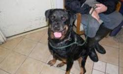 Rottweiler - Schultz/kaiser - Large - Adult - Male - Dog
THis poor rottie was abandoned loose at our shelter one rainy night , luckily he stayed on the premises and didn t go out to the road where he could have got hit by a car . He is friendly and seems