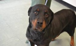 Rottweiler - Sheba - Extra Large - Adult - Female - Dog
Sheba is a 5 year old female Rottweiler who arrived on October 25, 2012 when her owner could no longer keep her. She is up to date with vaccinations but would need to be spayed ASAP. If you are