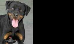 Rottweiler - Titus - Extra Large - Senior - Male - Dog
Titus is a big boy looking for a Rottie lover to take him home!
CHARACTERISTICS:
Breed: Rottweiler
Size: Extra Large
Petfinder ID: 25717267
ADDITIONAL INFO:
Pet has been spayed/neutered
CONTACT: