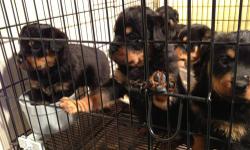 Litter of 8 Puppies...3 Males and 5 Females
PURE Breed, Champion Bloodline Rottweilers
Their De Clawed, De Wormed, Tail Docked, And Have Shots AND AKC Papers!
(Great Deal)! There Isn't A Set Price, But We Can Negotiate.
Shipping Is Available.
If You Have