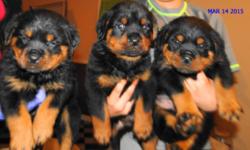 Rottweilers Male and Females German Rottweiler puppies for sale. All puppies are up to date with vacinations, dewormed, .,AKC registered ,puppies were born 01/27/2015 , in pedigree of puppies 5 times world Champion