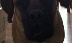 the dam is a akc reg rotty and the sire is akc reg bull mastiff. they are going to be large. they look like the bullmastiffs so they have their tails.
takeing deposits we only had a litter of 5. the dam is not mine but the sire is so we are spliting the