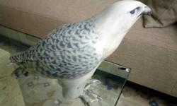 Icelandic Falcon, porcelain figurine, modeled by Christian Thomsen. Naturalistic and finely detailed,with excellent brushwork and reaistic feathers. This exquisite piece has a tiny defect, a spot on the back, that is barely noticeable, othewise it is in