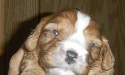 Cavalier King Charles Spaniel Ruby female. Taking deposit to hold her. Ready to go last weekend in July. She will be vet checked, have first shots and be de-wormed. Very well socialized. She is CKC registered.