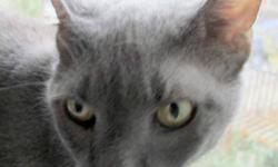 Russian Blue - Bella - Medium - Adult - Female - Cat
CHARACTERISTICS:
Breed: Russian Blue
Size: Medium
Petfinder ID: 25184880
ADDITIONAL INFO:
Pet has been spayed/neutered
CONTACT:
Animal Care & Control of New York City - Manhattan | New York, NY |