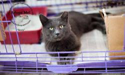 Russian Blue - Boris'a Talker!" - Large - Adult - Male - Cat
Hey Boris - are you comfortable? Need a pillow? Boris isn't very busy these days. No job, no hobbies, no home - but you can change that! Boris was found wandering, hungry and lost; obviously