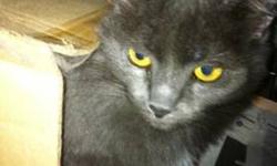Russian Blue - Greyson - Medium - Adult - Male - Cat
What You Need in Order to Adopt
When you are ready to visit the 92nd Street ASPCA Adoption Center, please note the following to facilitate the adoption process:
* You must be 21 years of age or older to