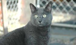 Russian Blue - Isis - Medium - Adult - Female - Cat
Isis is a beautiful young girl whose deep eyes will instantly grab your attention. She will call out to you when she wants to be noticed. Isis would do okay in a home with or without other cats, as long
