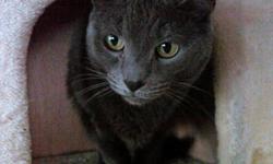Russian Blue - Sasha - Medium - Adult - Female - Cat
Sasha came to us as a kitten, got adopted, and had a home with her sister until recently. Now, her mom is in a nursing home and poor Sasha needs a new family.Typical of a Russian Blue mix, she is