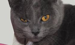 Russian Blue - Smokey - Medium - Adult - Female - Cat
Hello there, I'm Smokey. I'm a 4-5 year old Russian Blue. I am very well tempered and have a really sweet heart. I love to be around people, but am not much of a fan of being around other cats, so I
