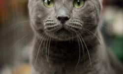 Russian Blue - Valentine - Medium - Young - Male - Cat
Valentine is extremely handsome and has a great personality. He is very sweet and affectionate with people and other cats. Valentine recently tested positive for FELV so he needs to be in a home