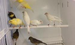 2013-2014 Russian Canaries for SALE.
Various colors available, home breed, healthy canaries.
Price Varies!!!!!!!!