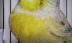 I have a big selection of Russian canaries with or without the gloster.all males are singing pure russian songs. these birds are pure canaries, not mixed. I have all ages, all colors. $65 and UP. NO SHIPPING 646717-5722