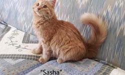 Russian Siberian Forest Cats are a wonderful medium to long-hair breed of cat.
Similar to the Norwegian Forest Cat, Siberians are friendly, intelligent, curious and agile cats. They very much enjoy being around their human companions - be they adult or